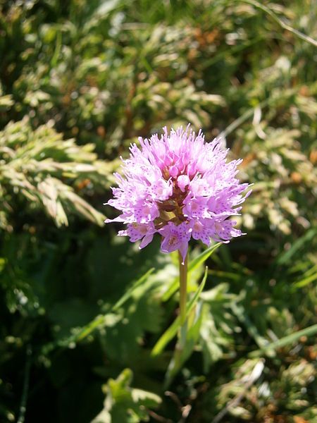 File:Traunsteinera globosa 002.jpg