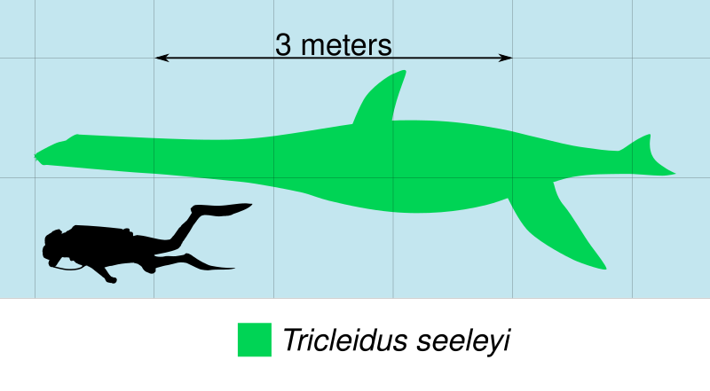 File:Tricleidus Scale.svg