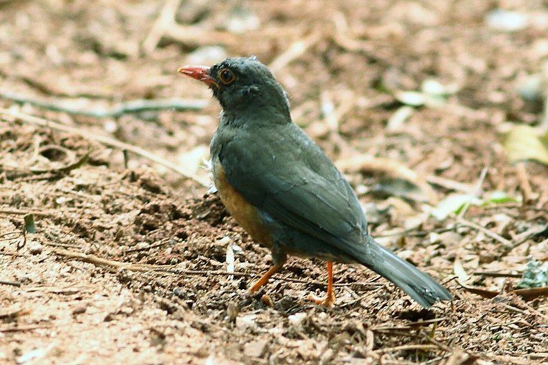 File:Turdus roehli.jpg