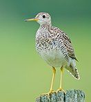 Upland sandpiper