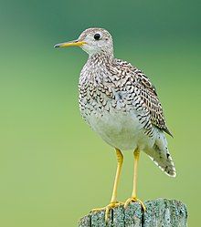 An Upland Sandpiper on a lichen-covered fence post