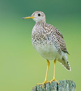 Upland sandpiper, by Johnath