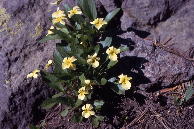 File:Viola praemorsa.jpg