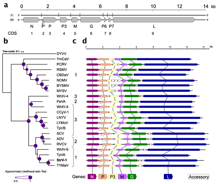 File:Viruses-11-00982-g003.png