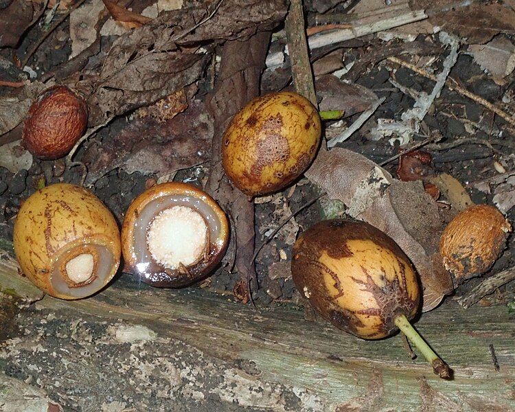 File:Xylopia vielana fruit.jpg