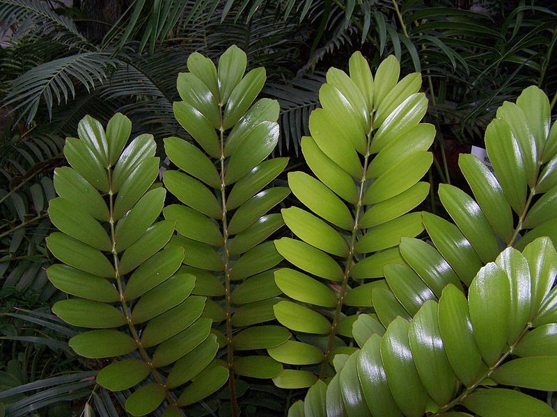 File:Zamia pumila 002.jpg