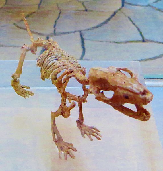 File:Zhangheotherium quinquecuspidens 3.JPG