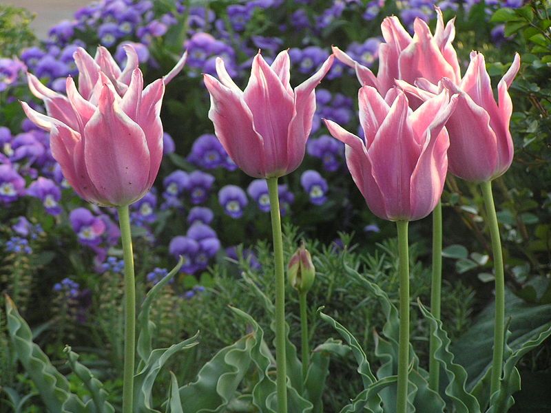 File:チューリップTulip1.JPG