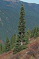 Image 46The narrow conical shape of northern conifers, and their downward-drooping limbs, help them shed snow. (from Conifer)