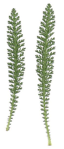 File:Achillea millefolium scan.jpg