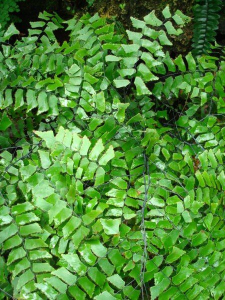 File:Adiantum trapeziforme.JPG