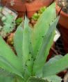 Agave pachycentra