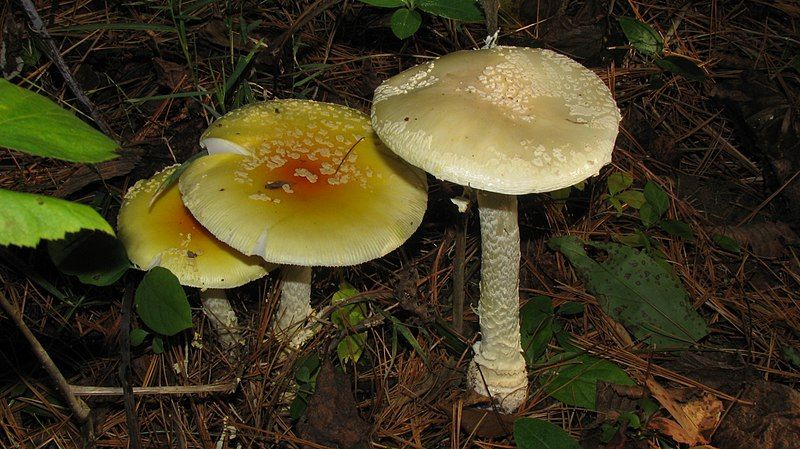 File:Amanita amerimuscaria 60301.jpg