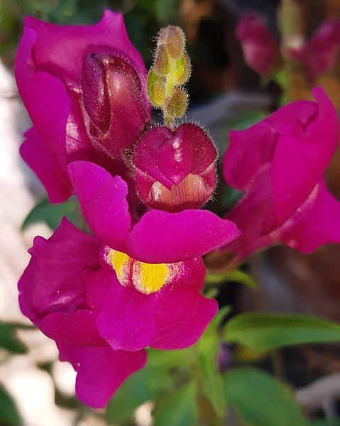 File:Antirrhinum majus-Flower 04.jpg