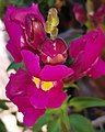 Antirrhinum majus flower