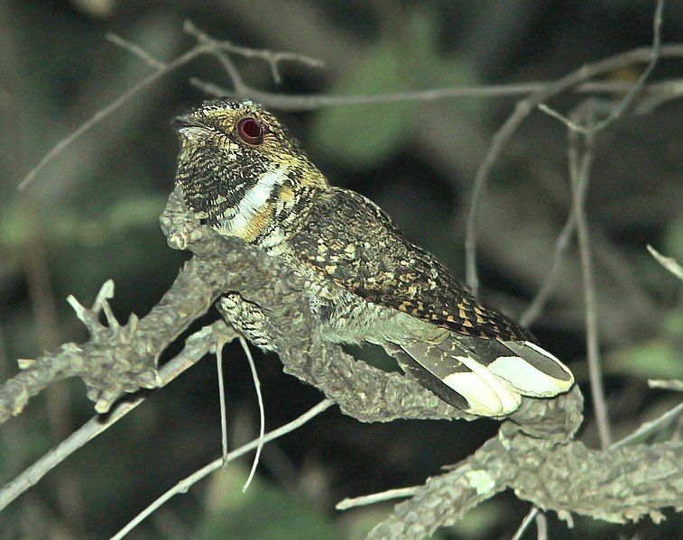 File:Antrostomus arizonae.jpg