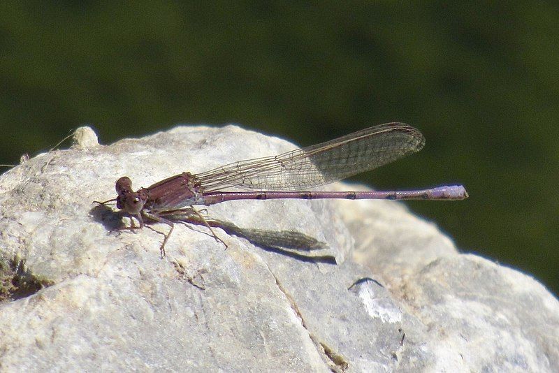 File:Argia pallens 7295208.jpg