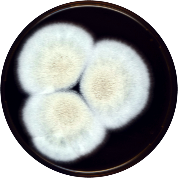 File:Aspergillus tsurutae meaox.png