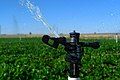 Impact sprinkler watering crops.