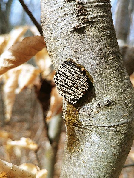 File:Assassin Bug Nest.jpg