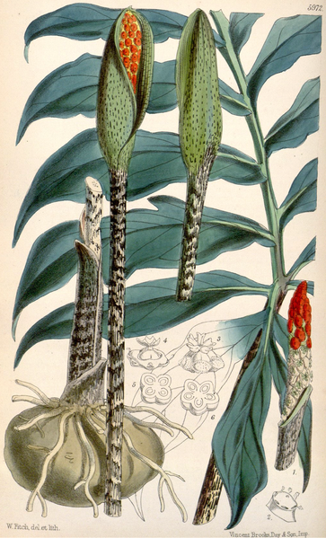 File:Asterostigma luschnathianum CBM.png