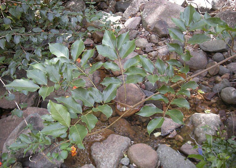 File:Austrosteenisia blackii habit.jpg