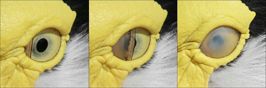 Nictitating membrane, by Toby Hudson