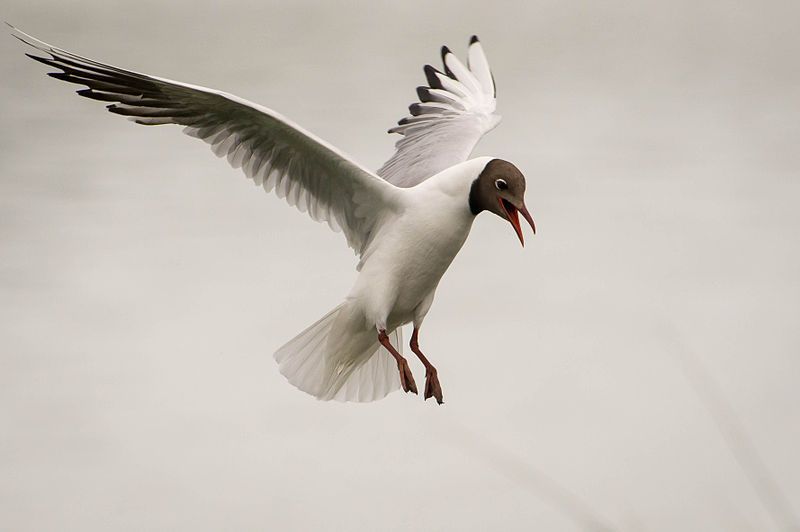 File:Black headed gull.jpg