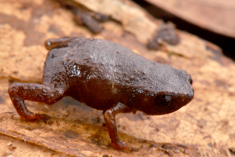 File:Brachycephalus curupira.png