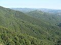 Forest in Bulgarka Nature Park