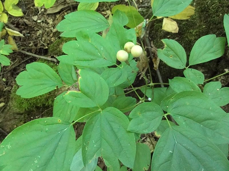 File:Caulophyllum thalictroides SCA-03872.jpg