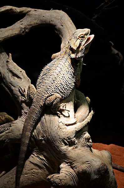 File:Central bearded dragon.jpg