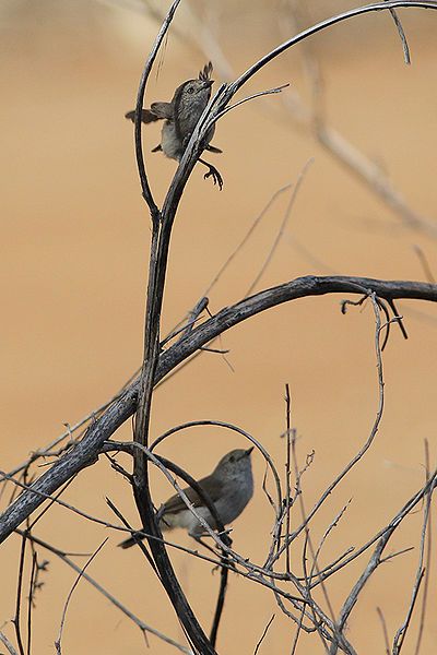 File:Chestnut-rumped Thornbills.jpg