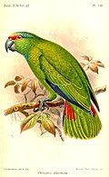 Amazon parrot