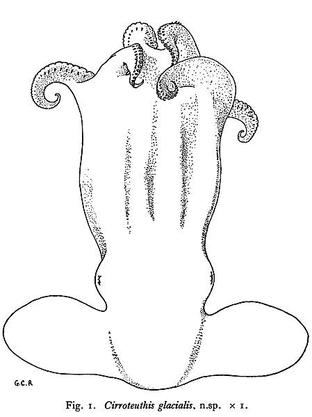 File:Cirroctopus glacialis.jpg