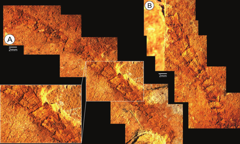 File:Cloudina-carinata-Tamengo-Formation.png