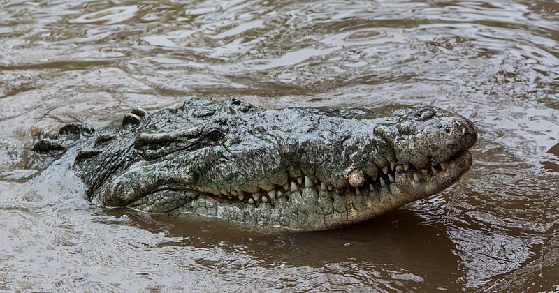 File:Crocodylus acutus head.jpg