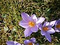 Crocus etruscus close-up