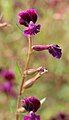 Plant of Cuphea lanceolata