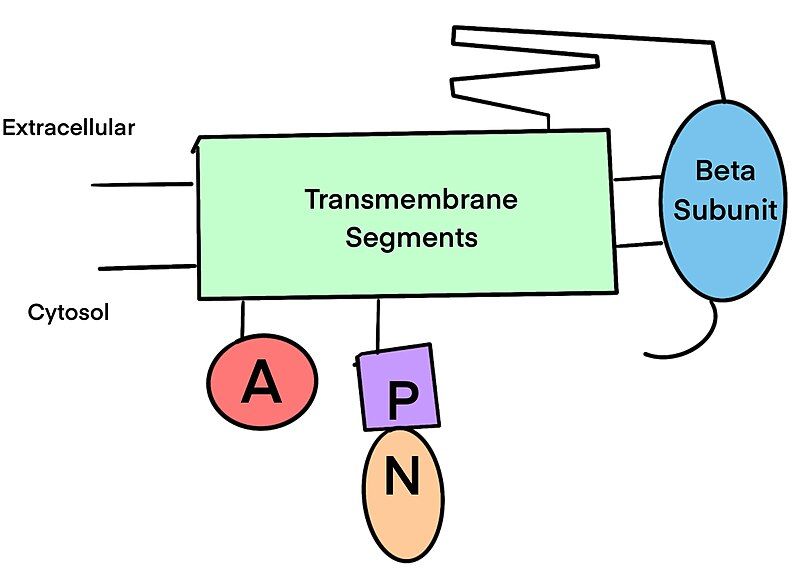 File:Domains of flippase.jpg