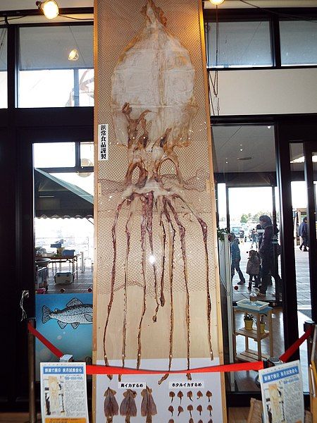 File:Dried giant squid.jpg