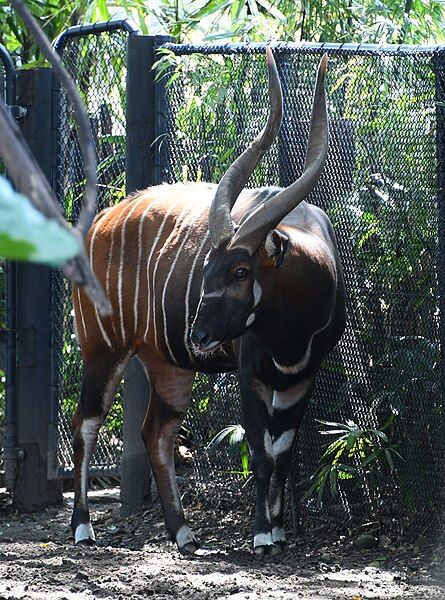 File:Eastern bongo 001.jpg