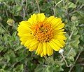 Encelia virginensis