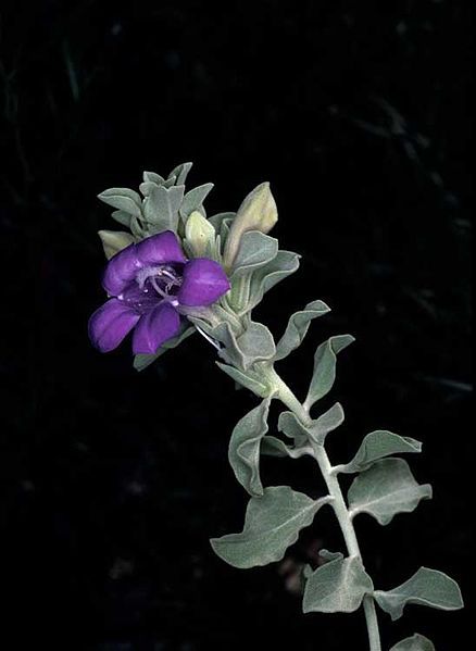 File:Eremophila macgillivrayi.jpg