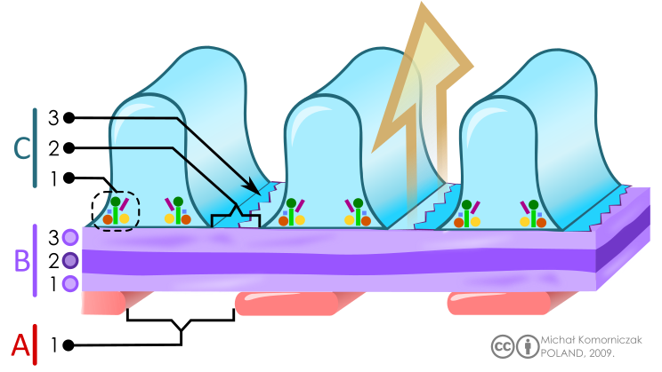 File:Filtration barrier.svg