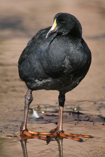 File:Fulica gigantea Chile.jpg