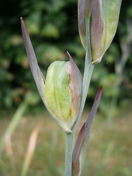 File:Gladiolus byzantinus fruits03.jpg