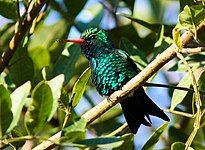 Glittering-bellied emerald