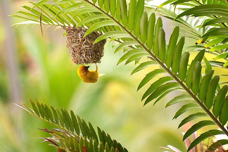 File:Golden Palm Weaver.jpg