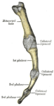 Metacarpophalangeal articulation and articulations of digit. Ulnar aspect.